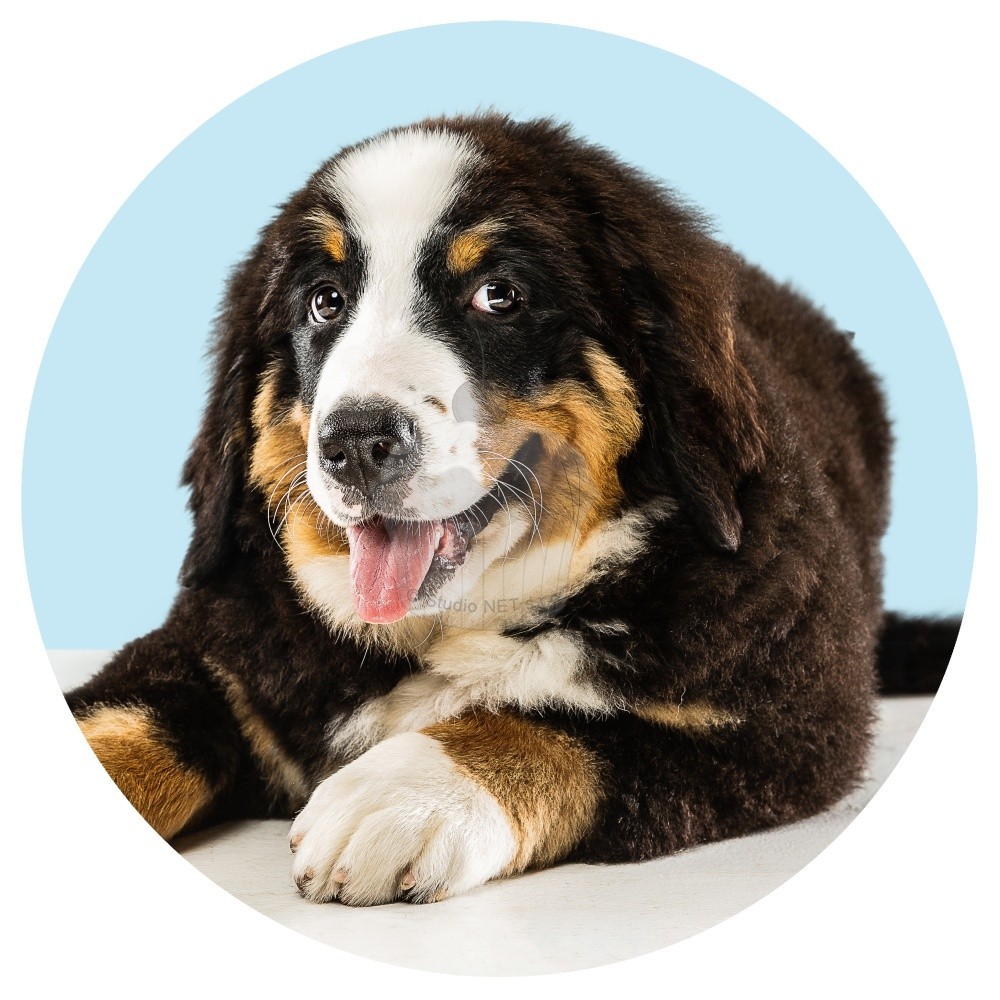 Esspapier "Hunde 2" Berner Sennenhund - A4