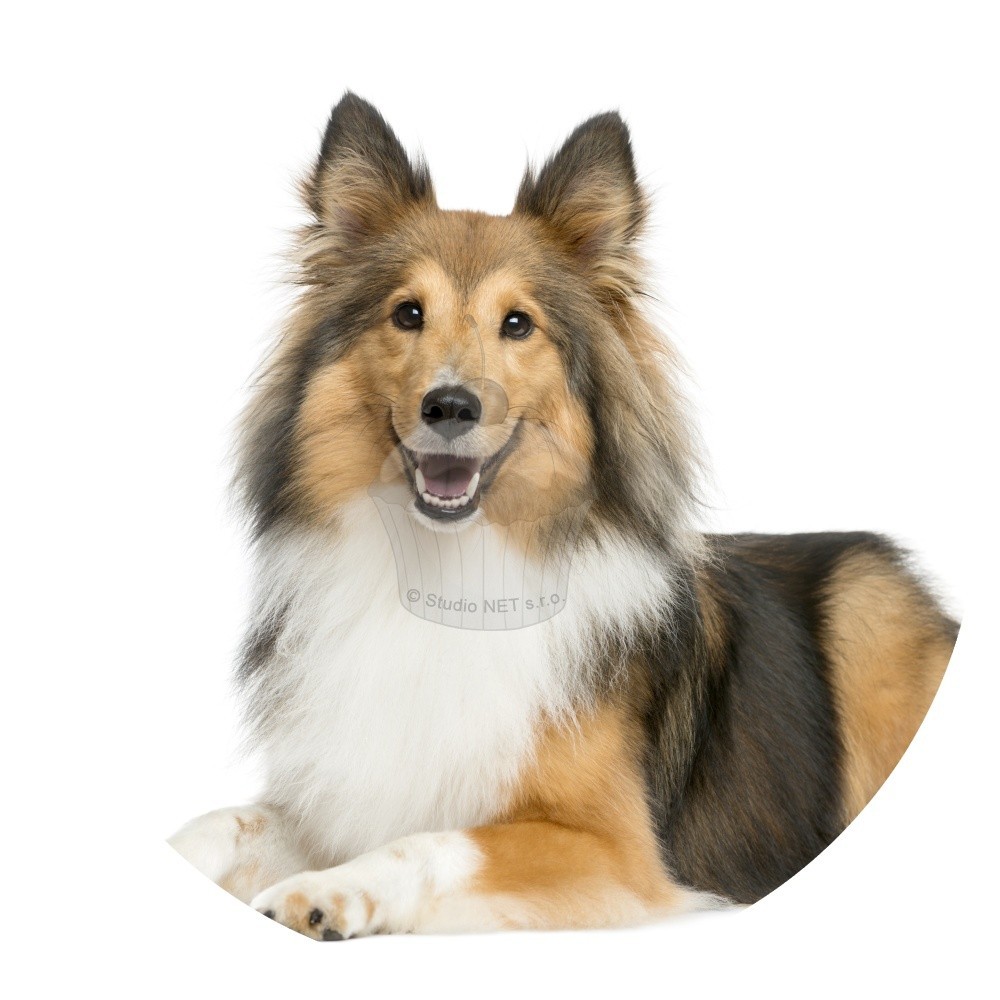 Esspapier "Hunde 4" Sheltie - A4