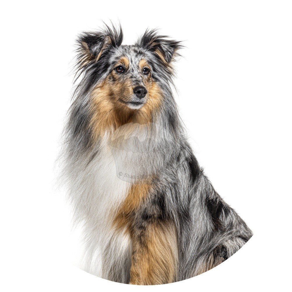 Esspapier "Hunde 5" Australian Shepherd - A4