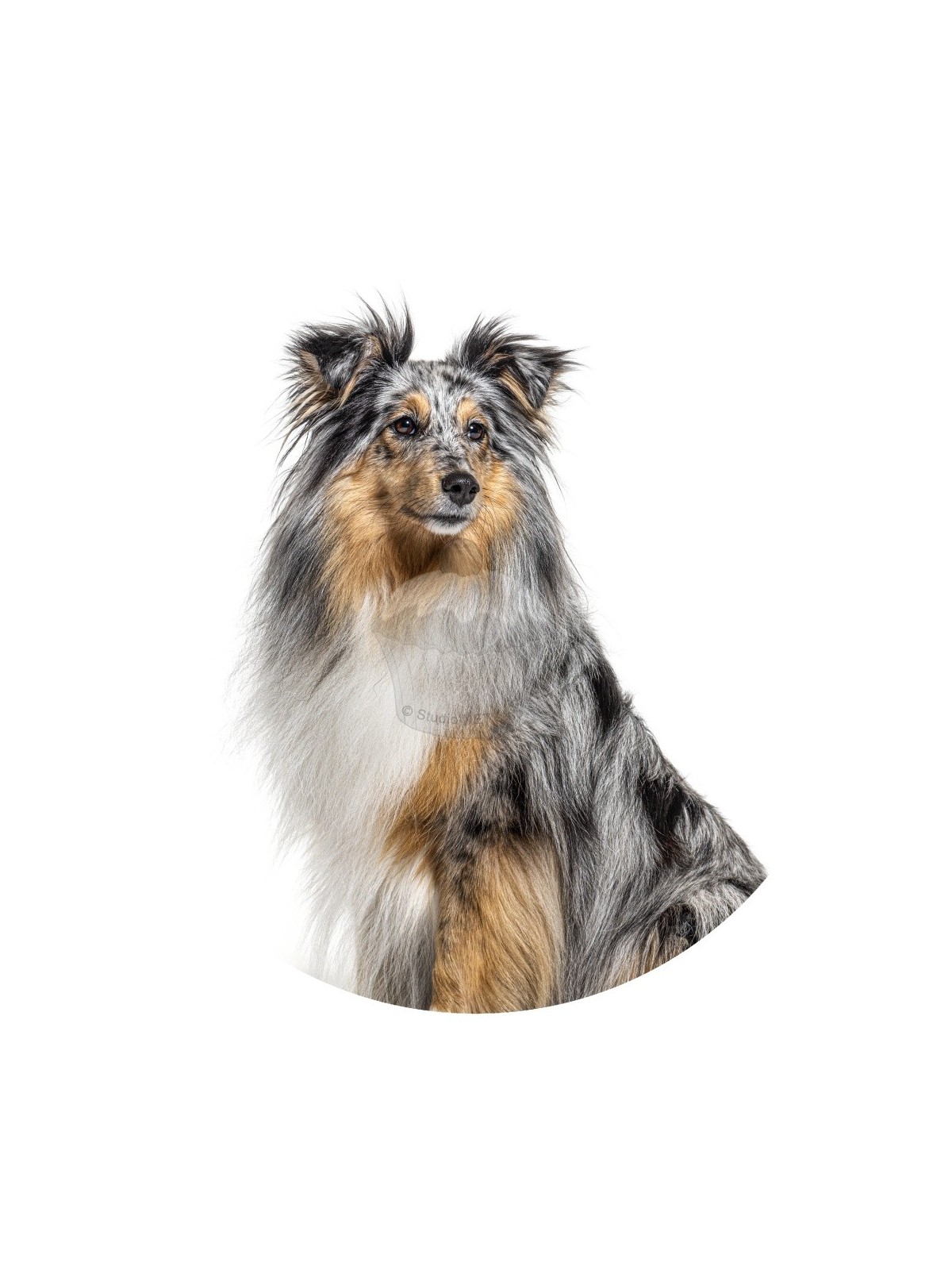 Edible paper "Dogs 5" Australian Shepherd - A4