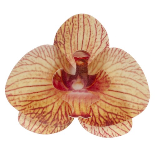 Dekora - Edible paper - yellow orchid - 10 pcs