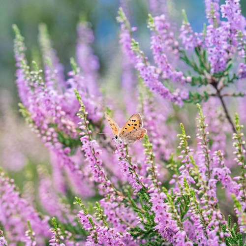 FunCakes edible dried flowers - Heather flowers - 10g