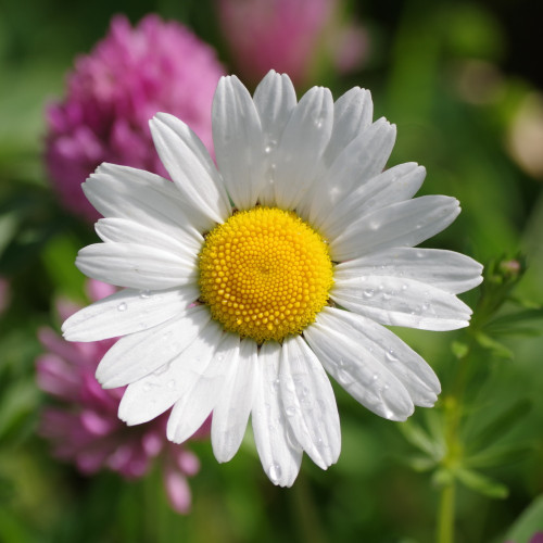 Veiner silikonform - Mitte der Blume