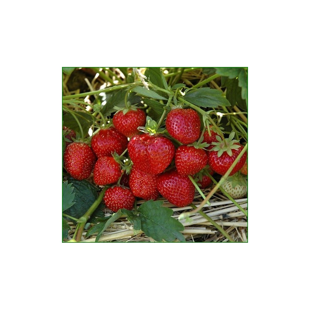 Flavouring 20 ml - STRAWBERRY